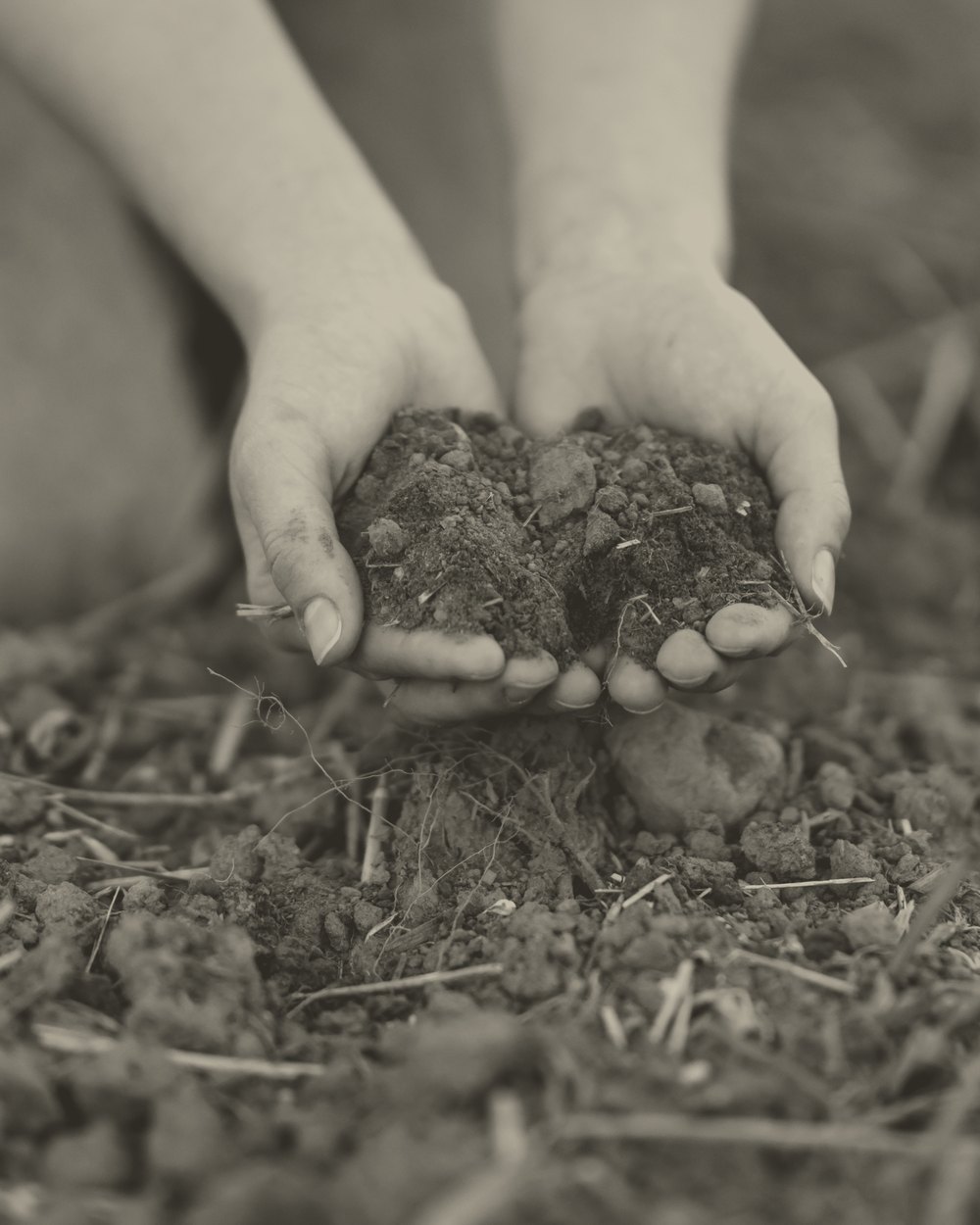 Hands working soil in low, warm light